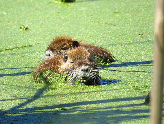 Coypu