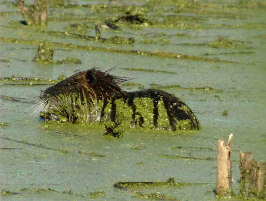 Coypu