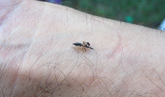 Araña saltadora