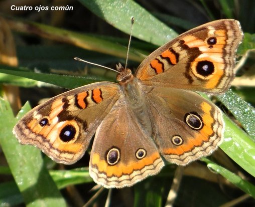 Southern buckeye