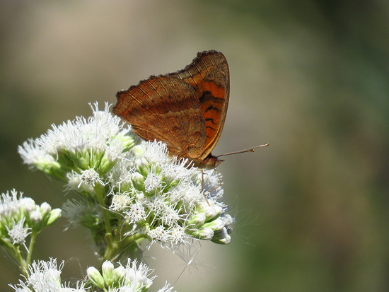 Southern buckeye