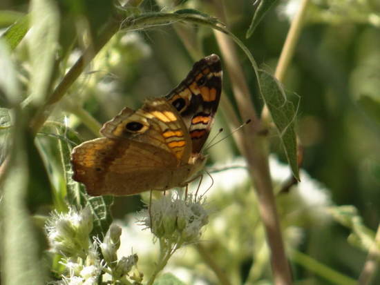 Southern buckeye