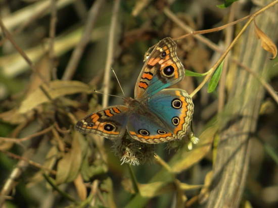 Southern buckeye