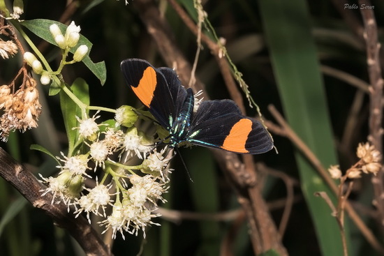 Tiger moth
