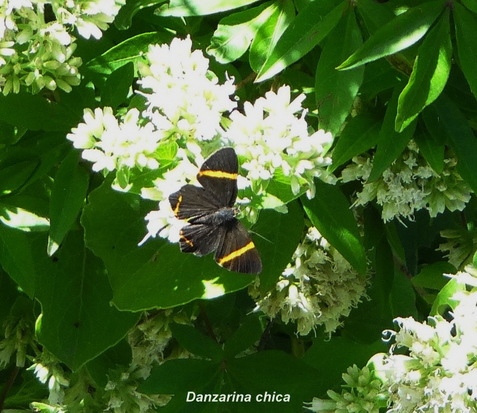 Lyssipoides metalmark