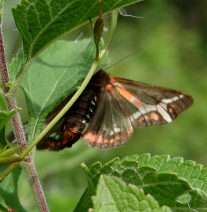 Tiger moth