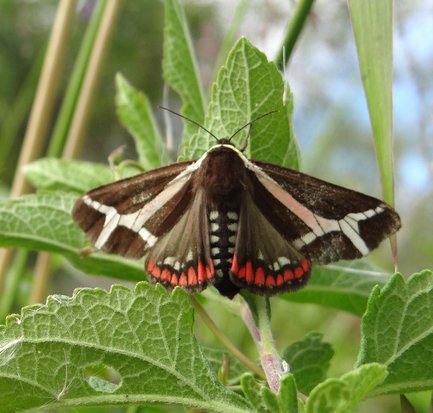 Tiger moth