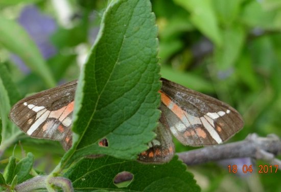 Tiger moth