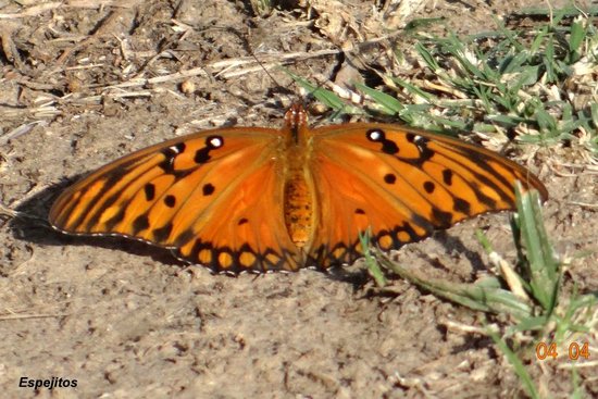 Gulf fritillary
