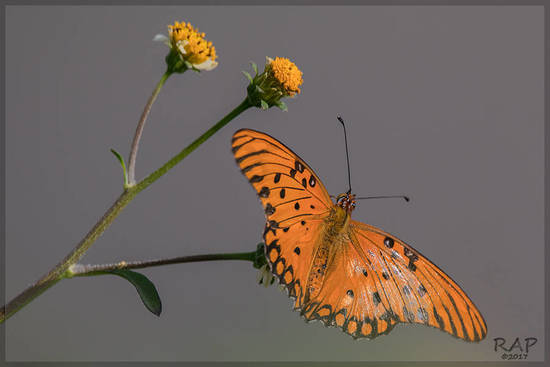 Gulf fritillary