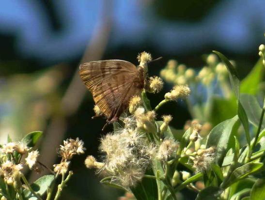 Malina hairstreak