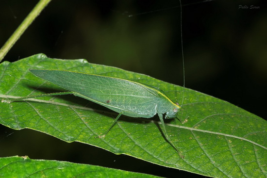 Saltamontes de línea clara