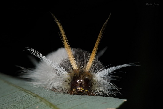 Tiger moth