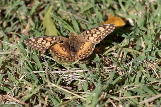 Southern fritillary