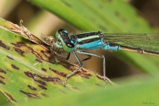 Damselfly/Narrow-winged damselflies