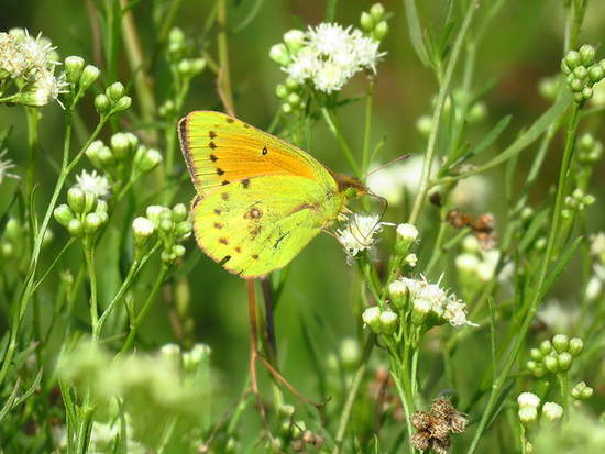 Lesbia sulphur