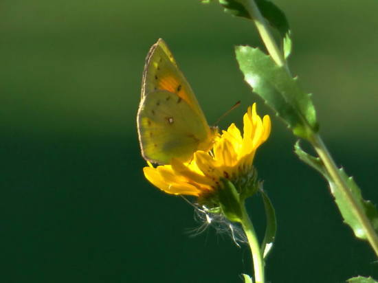 Lesbia sulphur