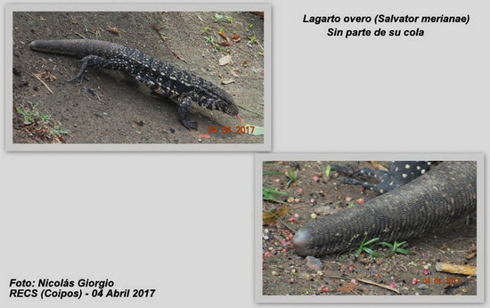 Lagarto overo