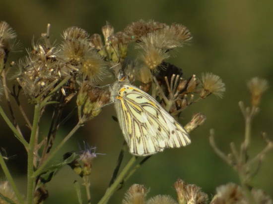 Common white-milk