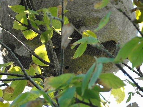 Lechiguana
