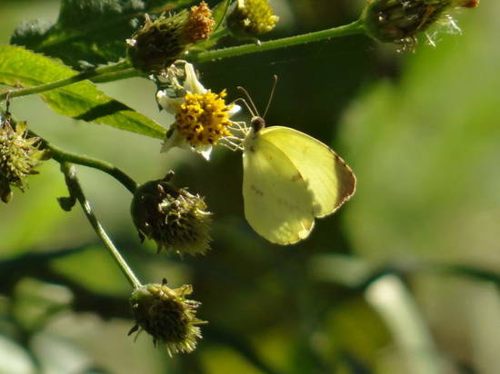 Common yellow