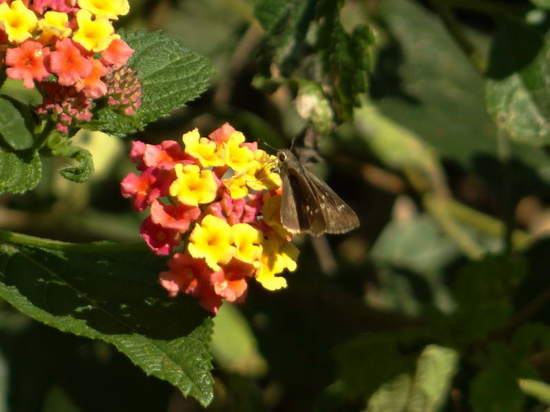 Eufala skipper