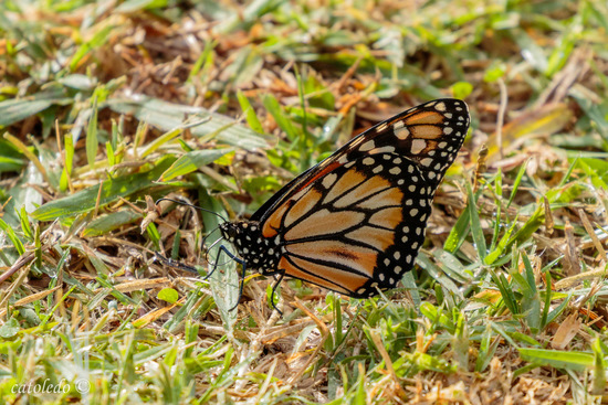 Southern Monarch