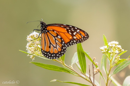 Southern Monarch