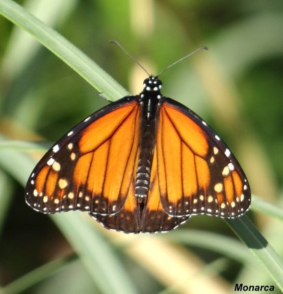 Southern Monarch
