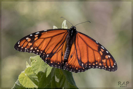 Southern Monarch