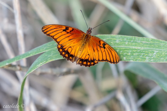 Mexican silverspot