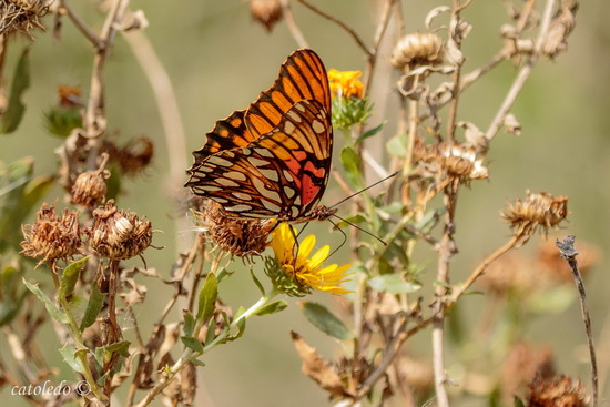 Mexican silverspot