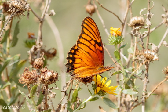 Mexican silverspot