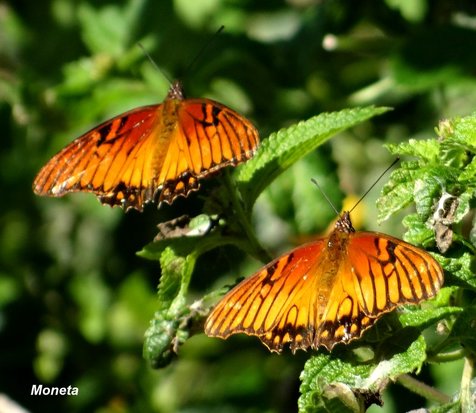Mexican silverspot
