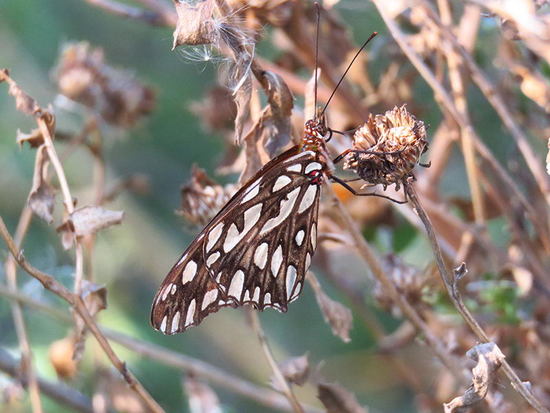 Mexican silverspot