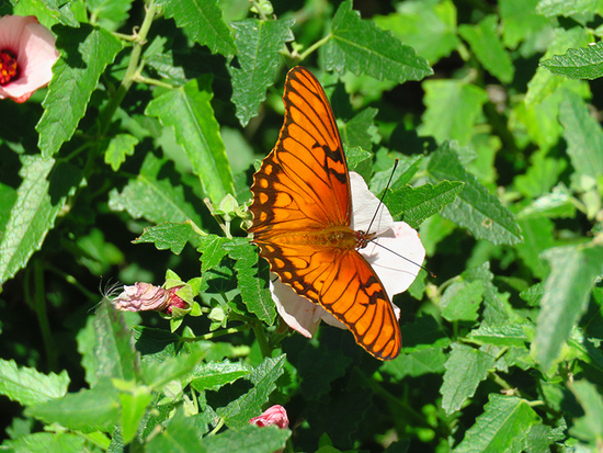 Mexican silverspot