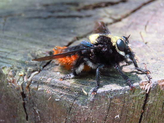 Moscardón caza-abejas