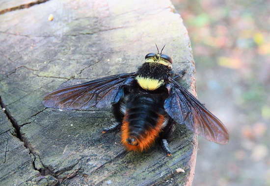 Moscardón caza-abejas