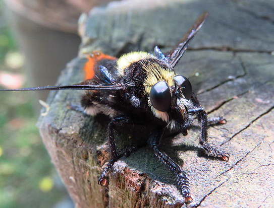 Moscardón caza-abejas