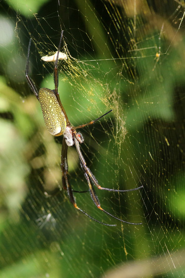 Golden Silk Orbweaver