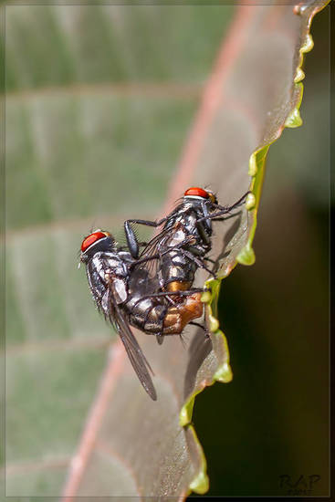Mosca de la carne
