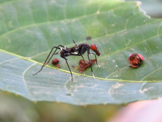 Mosca de patas largas
