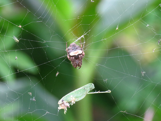 Araña tejedora