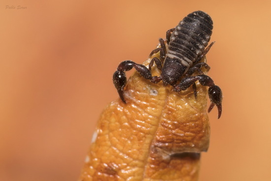 Pseudoescorpión