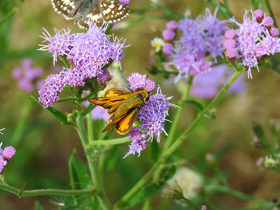 Fiery skipper