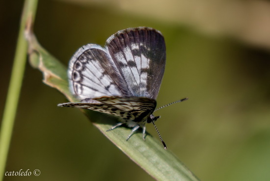 Yuyera
