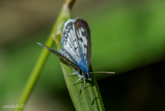 Cassius blue