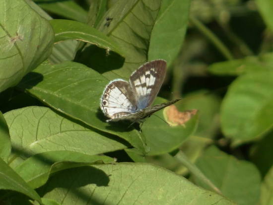 Cassius blue
