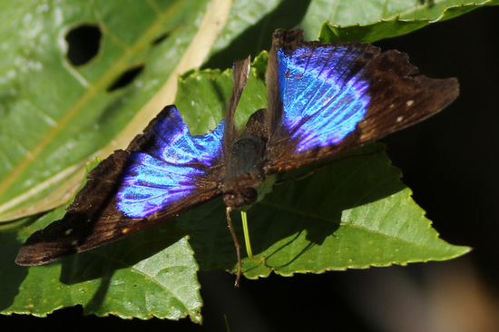 Laurentia Emperor
