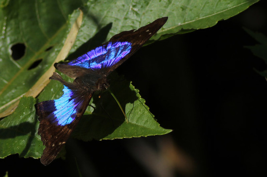 Laurentia Emperor